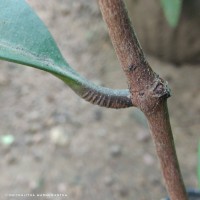 Syzygium hemachandrae Jayasinghe