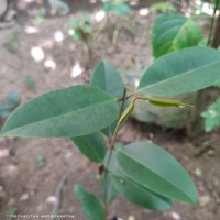 <i>Syzygium hemachandrae</i> Jayasinghe