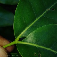 Xylocarpus rumphii (Kostel.) Mabb.