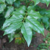 Xylocarpus rumphii (Kostel.) Mabb.