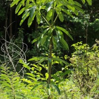 Alstonia scholaris (L.) R.Br.