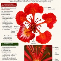 Delonix regia (Bojer ex Hook.) Raf.