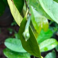 Anaxagorea luzonensis A.Gray