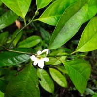 Anaxagorea luzonensis A.Gray