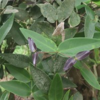 Syzygium cordifolium subsp. spissum P.S.Ashton