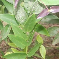 Syzygium cordifolium subsp. spissum P.S.Ashton