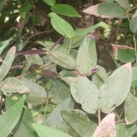 Syzygium cordifolium subsp. spissum P.S.Ashton
