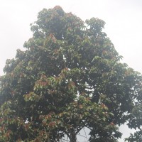 Vateria copallifera (Retz.) Alston