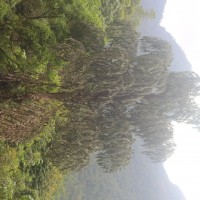 Caryota urens L.