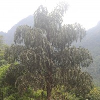Caryota urens L.