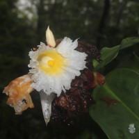 Hellenia speciosa (J.Koenig) S.R.Dutta