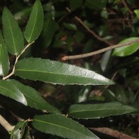 Drypetes sepiaria (Wight & Arn.) Pax & K.Hoffm.