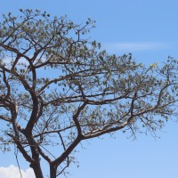 Lannea coromandelica (Houtt.) Merr
