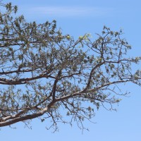 Lannea coromandelica (Houtt.) Merr
