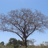 Lannea coromandelica (Houtt.) Merr