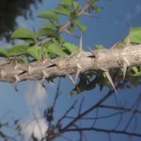 Canthium coromandelicum (Burm.f.) Alston