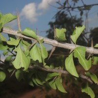 Canthium coromandelicum (Burm.f.) Alston