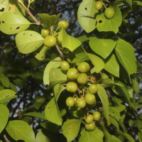 Canthium coromandelicum (Burm.f.) Alston