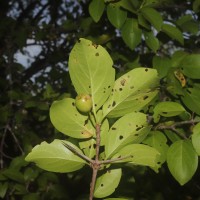 Canthium coromandelicum (Burm.f.) Alston