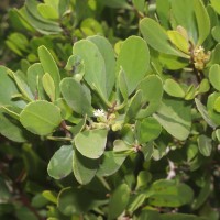 Lumnitzera racemosa Willd.