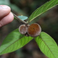 Diospyros srilankana I.M.Turner