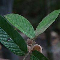 Diospyros srilankana I.M.Turner