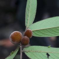 Diospyros srilankana I.M.Turner