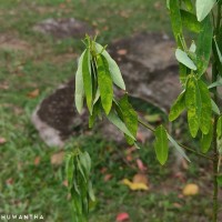 Codariocalyx motorius (Houtt.) H.Ohashi
