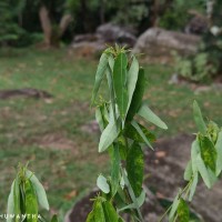 Codariocalyx motorius (Houtt.) H.Ohashi