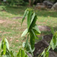 Codariocalyx motorius (Houtt.) H.Ohashi
