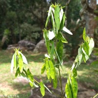 Codariocalyx motorius (Houtt.) H.Ohashi