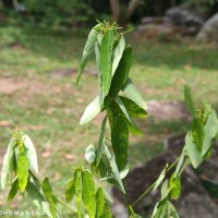Codariocalyx motorius (Houtt.) H.Ohashi