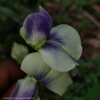 Crotalaria verrucosa L.