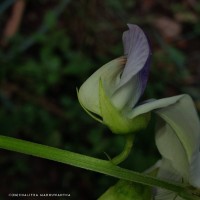 Crotalaria verrucosa L.