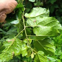 Croton caudatus Geiseler