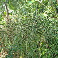 Euphorbia tirucalli L.