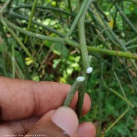 Euphorbia tirucalli L.