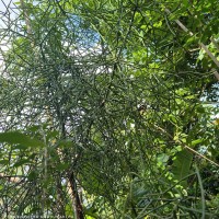Euphorbia tirucalli L.