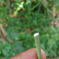 Euphorbia tirucalli L.