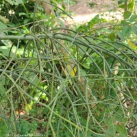 Euphorbia tirucalli L.