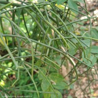 Euphorbia tirucalli L.