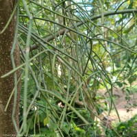 Euphorbia tirucalli L.