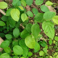 Pleurolobus gangeticus (L.) J.St.-Hil. ex H.Ohashi & K.Ohashi