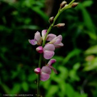 Pleurolobus gangeticus (L.) J.St.-Hil. ex H.Ohashi & K.Ohashi