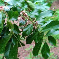 Pongamia pinnata (L.) Pierre