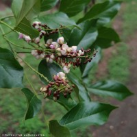 Pongamia pinnata (L.) Pierre