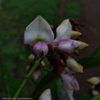 Pongamia pinnata (L.) Pierre