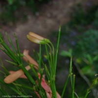 Russelia equisetiformis Schltdl. & Cham.