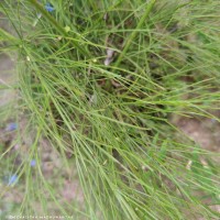 Russelia equisetiformis Schltdl. & Cham.