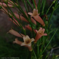 Russelia equisetiformis Schltdl. & Cham.